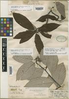 Holotype of Micromeles hemsleyi C.K.Schneider [family ROSACEAE]
