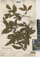 Photinia lucida (Decne.) C.K.Schneid. [family ROSACEAE]