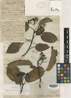 Syntype of Photinia lindleyana Wight & Arn. [family ROSACEAE]