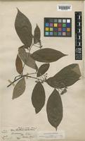 Photinia arguta Wall. ex Lindl. var. hookeri (Decne.) J.E. Vidal [family ROSACEAE]