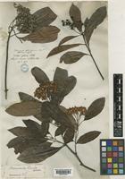 Photinia nussia (D.Don) Kalkman [family ROSACEAE]
