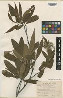 Isotype of Photinia lancilimbum Vidal var. racemosa Vidal [family ROSACEAE]