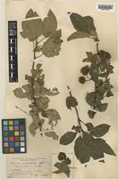 Malus sublobata Rehder [family ROSACEAE]