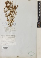 Centaurium floribundum (Benth.) B.L.Rob. [family GENTIANACEAE]