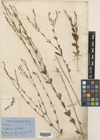 Centaurium spicatum (L.) Druce [family GENTIANACEAE]