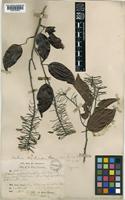 Lasiobema strychnoideum de Wit [family LEGUMINOSAE-CAESALPINIOIDEAE]