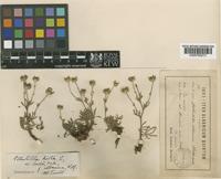 Potentilla hirta L. f. albanica Th. Wolf. [family ROSACEAE]