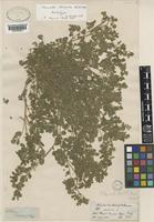 Holotype of Potentilla obovata Bertol. [family ROSACEAE]