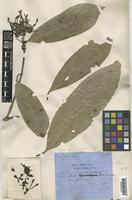 Syntype of Ixora multibracteata H.Pearson ex King & Gamble [family RUBIACEAE]