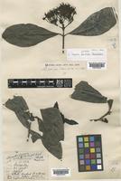 Holotype of Ixora fusca Geddes [family RUBIACEAE]