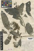Type of Pavetta nervosa Craib [family RUBIACEAE]