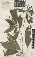 Pavetta laoticensis Bremek. [family RUBIACEAE]