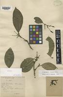 Lectotype of Prismatomeris fragrans Geddes [family RUBIACEAE]