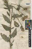 Carduus crispus L. [family COMPOSITAE]