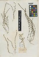 Galium virgatum Nutt. [family RUBIACEAE]