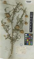 Centaurea orientalis L. [family COMPOSITAE]