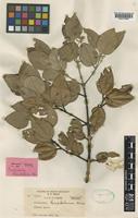 Isotype of Cinnamomum kinabaluense Heine [family LAURACEAE]