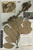 Holotype of Maniltoa basifoliola Verdc. [family LEGUMINOSAE]