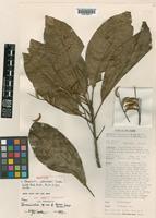 Isotype of Terminalia eddowesii Coode [family COMBRETACEAE]