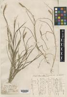 Cynosurus elegans Desf. [family POACEAE]