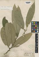 Litsea khasyana Meisn. [family LAURACEAE]