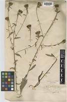 Centaurea debeauxii Godr. & Gren. subsp. debeauxii [family COMPOSITAE]