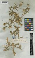 Centaurea hyalolepis Boiss. [family COMPOSITAE]