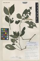 Isotype of Justicia bridsoniana Vollesen [family ACANTHACEAE]
