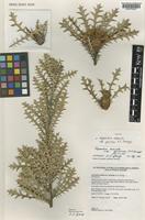 Isotype of Dryandra armata R.Br. var. ignicida A.S.George [family PROTEACEAE]