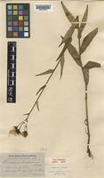 Hieracium bakerianum Pugsley [family COMPOSITAE]