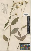 Hieracium subminutidens (Zahn) Pugsley [family COMPOSITAE]