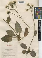 Hieracium exotericum Jord. ex Boreau [family COMPOSITAE]