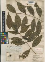 Type of Eugenia skiophila Duthie [family MYRTACEAE]