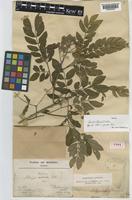 Type of Albizia gamblei Prain [family LEGUMINOSAE-MIMOSOIDEAE]