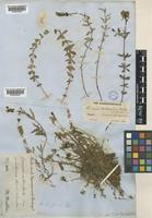 Linaria anticaria Boiss. & Reut. [family PLANTAGINACEAE]