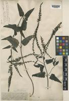 Veronica bachofenii Heuff. [family PLANTAGINACEAE]