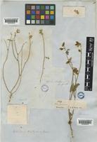 Heteroderis pusilla Boiss. [family COMPOSITAE]