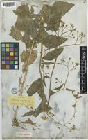 Lapsana communis L. [family COMPOSITAE]