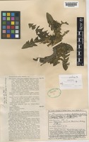 Paratype of Taraxacum orcadense Dahlst. [family COMPOSITAE]