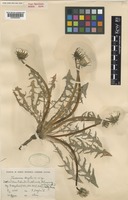 Type of Taraxacum degelii G.E.Haglund [family COMPOSITAE]