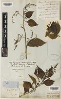 Bosea amherstiana Hook.f. [family AMARANTHACEAE]