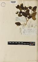 Type of Nototrichium humile Hillebr. [family AMARANTHACEAE]