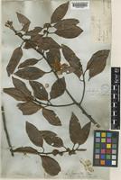 Neolitsea fuscata (Thwaites) Alston [family LAURACEAE]