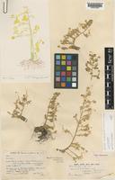 Lectotype of Globba wengeri (C.E.C.Fisch.) K.J.Williams [family ZINGIBERACEAE]