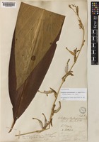 Lectotype of Elettaria cardamomum (L.) Maton var. major Baker.f. [family ZINGIBERACEAE]