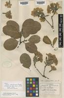 Isotype of Cordia morelosana Standl. [family BORAGINACEAE]