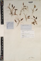 Acianthera angustifolia (Lindl.) Luer [family ORCHIDACEAE]
