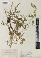 Lupinus arbustus Douglas ex Lindl. subsp. silvicola (A. Heller) D.B. Dunn [family LEGUMINOSAE-PAPILIONOIDEAE]