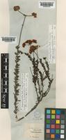 Isotype of Eriogonum rosmarinifolium Nutt. [family POLYGONACEAE]
