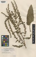 Rumex griffithii Rech.f. [family POLYGONACEAE]